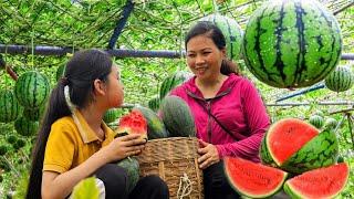 Family story: The journey to explore the watermelon garden of Ly and her mother