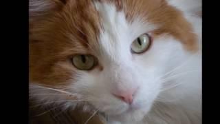 Turkish van cat History, Personality, Health, Care