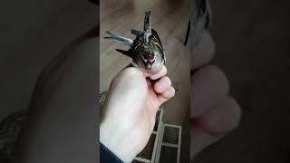 Ловля чечетки на западок