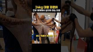 문어는 뭐니뭐니해도 피문어가 맛있죠