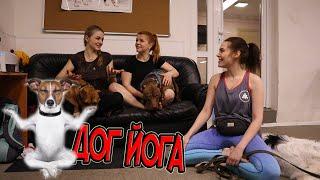 ДОГ ЙОГА | DOG YOGA | занятие йогой с своей собакой в москве |