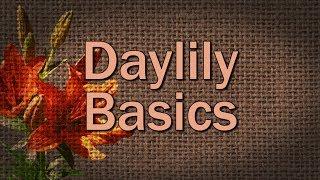 Daylily Basics – Family Plot