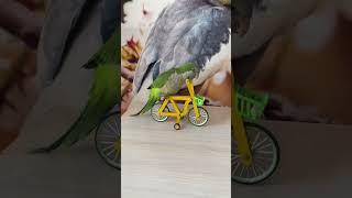 Smart Parrots training #parrot #smartparrot