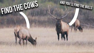 How to Find COW ELK During Hunting Season