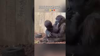Big Brother's Love: When Caring Gets Too Hard, He Still Chooses Family️#GorillaLove #BrotherBond