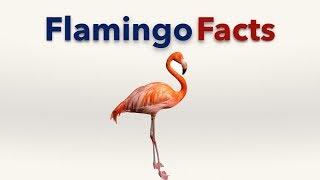 Flamingo Facts