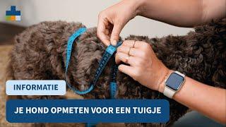 Je hond opmeten voor een tuigje - Medpets geeft tips!