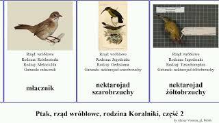 Ptak, rząd wróblowe, rodzina Koralniki, część 2 pieszak pluszcz madagaskarniczek muchodławik bird