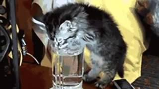 Выйду ночью в кухню с котом..!!!! - кошки отжигают на кухне)