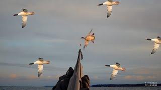 Scotch DOUBLE | Merganser Frenzy 2 Man Layout Boat on Big Water #duckhunting #hunting #diverlife