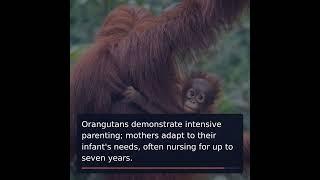 Discover 7 Extraordinary Animal Parents and Their Lessons