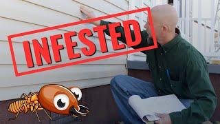 How to find Termite Damage easily (pest control secrets)