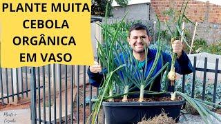 COLHA QUILOS de CEBOLA orgânica no VASO! Como PLANTAR CEBOLA de cabeça em VASO (Ep226)