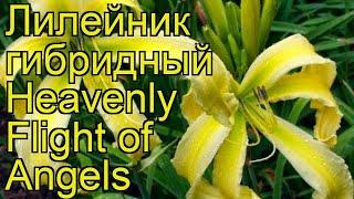 Лилейник гибридный Хэвентли Флайт оф Энджел. Краткий обзор hemerocallis Heavenly Flight of Angels