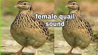 female quail sound // 2021// new female batair sound ||Sardar sajjad khan official