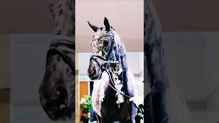 meet of of Totilas sons/CREDITS: @hesselhoejhestecenter9996  #horse #edit #shorts