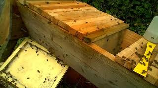 Installing a swarm into a top bar hive