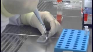 7.  Counting of cells using Trypan Blue and a haemocytometer