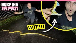 GIANT PIT VIPER IN JAPAN!!!  (Biggest of my life!)