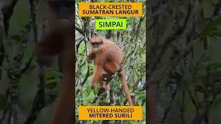Simpai #Shorts