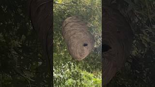 World’s Largest #hornet  Nest in Front of our House! #hornets #hornetsnest