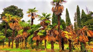 TERRIBLE CRIMEA. PALM TREES ARE DRYING IN YALTA. PLACES THAT TOURISTS AVOID.