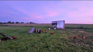 Moving The BROILERS Down PASTURE // Whitt Acres