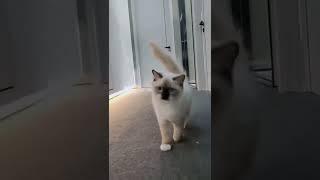 Catwalk Vs Cat walks 
