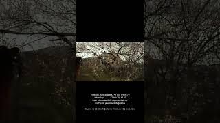 Железов Валерий.  Небольшой обход весеннего сада.  (Отрывок)