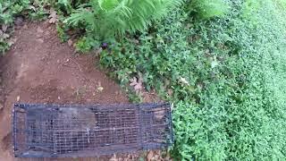 Releasing a Raccoon on site