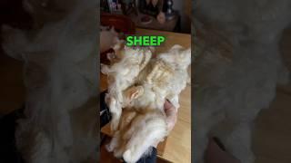 Learn all about combing and worsted the yarn at the Camaj School of Fiber Arts.