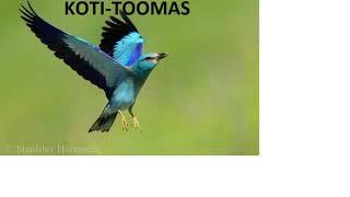 Koti-Toomas