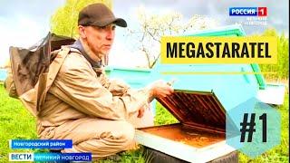 MegaStaratel: моё #пчеловодство - часть #1