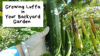 Growing Luffa in Your Backyard Garden