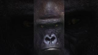 100 Men Vs 1 Gorilla: Who Would Win?  #wildlife #animals #gorilla