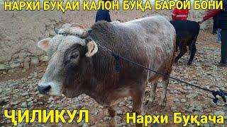 МОЛ БОЗОРИ ДУСТЙ НАРХИ БУҚАИ КАЛОН БУҚА БАРОИ БОНИ БУҚАЧА декабря 2021 г.