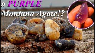 A PURPLE Montana Agate!? One of our RAREST Finds Yet & Gorgeous Moss Agates Everywhere!