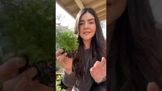 G R O W I N G chamomile (don't make this mistake) #zone9 #garden #gardening #urbangardening #grow