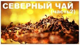 Галилео. Северный чай (часть 2)