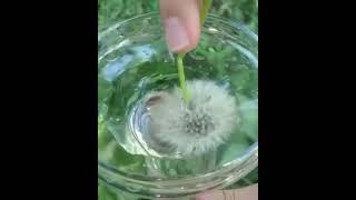 Dandelion seeds are water resistant 🪴