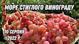 Огляд стиглого винограду.