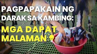 PAGPAPAKAIN NG DARAK SA KAMBING: Mga Dapat Malaman