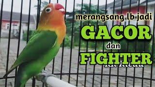 LB macet dan malas bunyi kembali GACOR dan FIGHTER dengan masteran suara lovebird ini