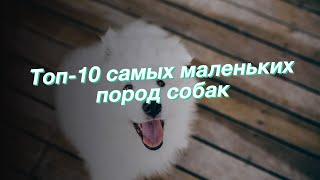 Топ-10 самых маленьких пород собак