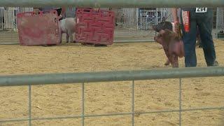 Fillmore County 4-H gets chance to showcase hard work despite fair cancellation