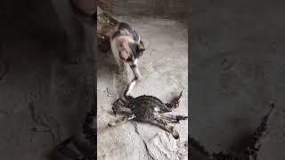 Cat vs Crab * How Ghana Cats get educated