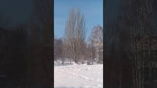 Пирамидальный тополь