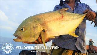 Huge Yellowfin Trevally Fish Catching | Amazing Sea Fishing Skill | Sri Lanka