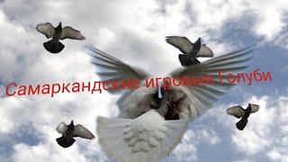 Самаркандские Игровые Голуби(Санжара),Samarkand Game Pigeons (Sanjara)