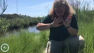 Cattus Salt Marsh Revisited as Summer Begins